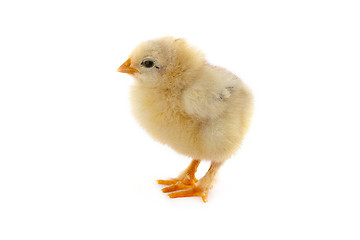 Image showing The yellow small chick