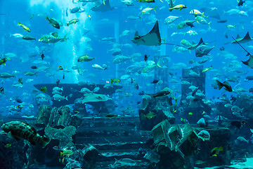 Image showing Stingray fish. Aquarium tropical fish on a coral reef