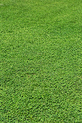 Image showing Green grass texture