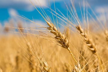 Image showing A wheat field, fresh crop of wheat