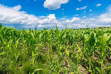 Image showing Green corn field