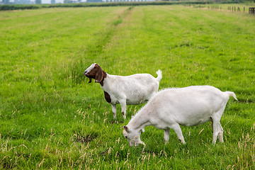 Image showing White goat