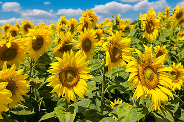 Image showing sun flowers field in Ukraine sunflowers