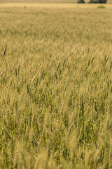 Image showing A wheat field, fresh crop of wheat