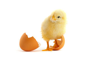 Image showing The yellow small chick