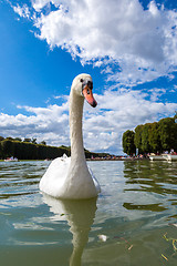 Image showing Mute Swan on a lake