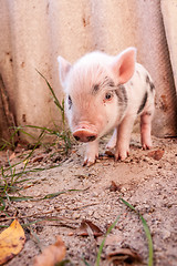 Image showing Close-up of a cute muddy piglet running around outdoors on the f