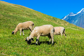 Image showing Valais blacknose sheep in  Alps