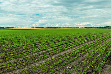 Image showing Field of red beet