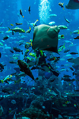 Image showing Huge aquarium in Dubai. Diver feeding fishes.