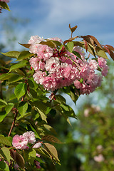 Image showing Beautiful Cherry blossom , pink sakura flower