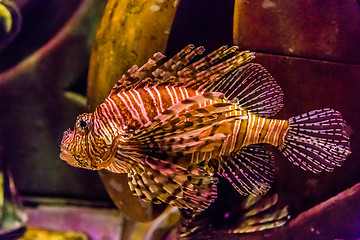 Image showing Close up view of a venomous Red lionfish