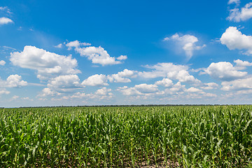 Image showing Green corn field