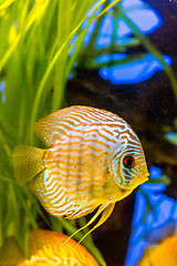 Image showing Aquarium with tropical fish of the Symphysodon discus spieces