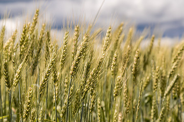 Image showing A wheat field, fresh crop of wheat