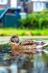 Image showing Duck on the water