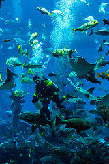 Image showing Huge aquarium in Dubai. Diver feeding fishes.