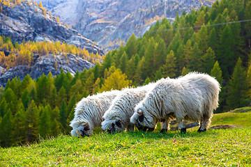 Image showing Valais blacknose sheep in  Alps