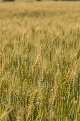 Image showing A wheat field, fresh crop of wheat