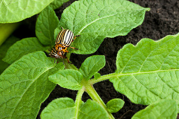 Image showing Colorado potato beetle