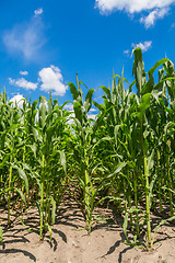 Image showing Green corn field