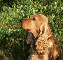 Image showing brown cocker spaniel