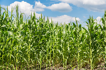 Image showing Green corn field