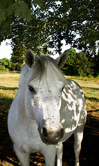 Image showing white horse and flies