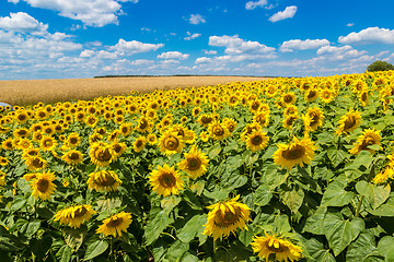 Image showing sun flowers field in Ukraine sunflowers