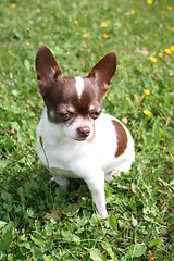 Image showing chihuahua