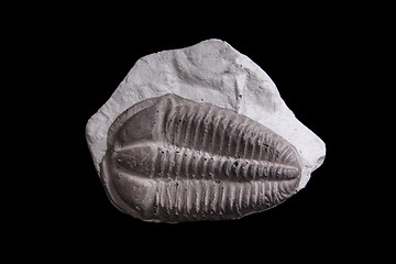 Image showing trilobite