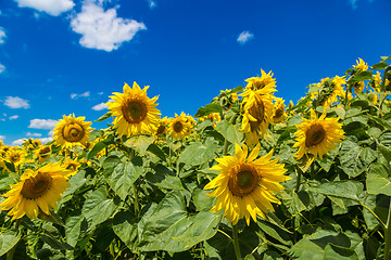 Image showing sun flowers field in Ukraine sunflowers