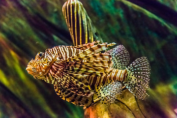 Image showing Close up view of a venomous Red lionfish