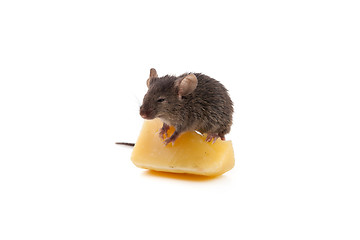 Image showing Mouse and cheese