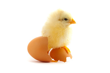 Image showing The yellow small chick