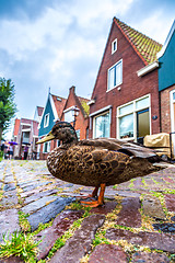 Image showing Duck and traditional houses in Holland