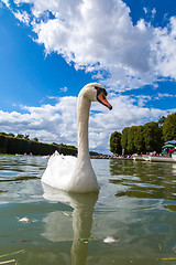 Image showing Mute Swan on a lake