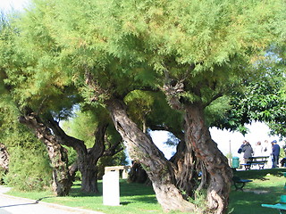 Image showing tree