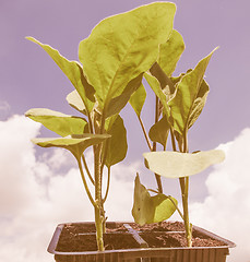 Image showing Retro looking Plug aubergine plant