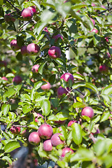 Image showing apple tree