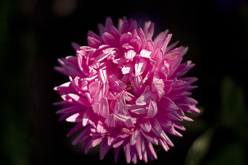 Image showing single chrysanthemum