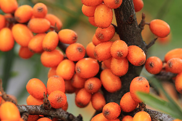 Image showing sea buckthorn plant