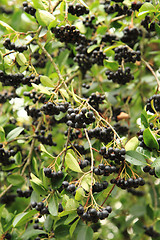 Image showing black rowan fruits