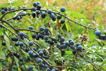 Image showing wild blackthorn fruits