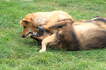 Image showing dog fight in the grass