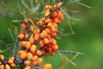 Image showing sea buckthorn plant