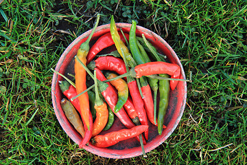 Image showing chilli in the grass\r\n