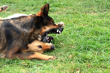 Image showing dog fight in the grass