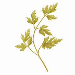 Image showing Retro looking Parsley aka cilantro isolated