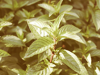 Image showing Retro looking Peppermint